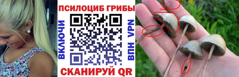 Псилоцибиновые грибы Psilocybe Беслан